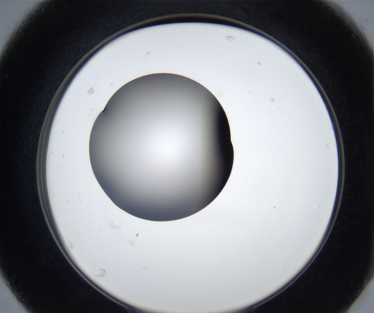 folderID539_plateID2539_batchID12509_wellNum67_profileID1_d2_r193001_ef.jpg