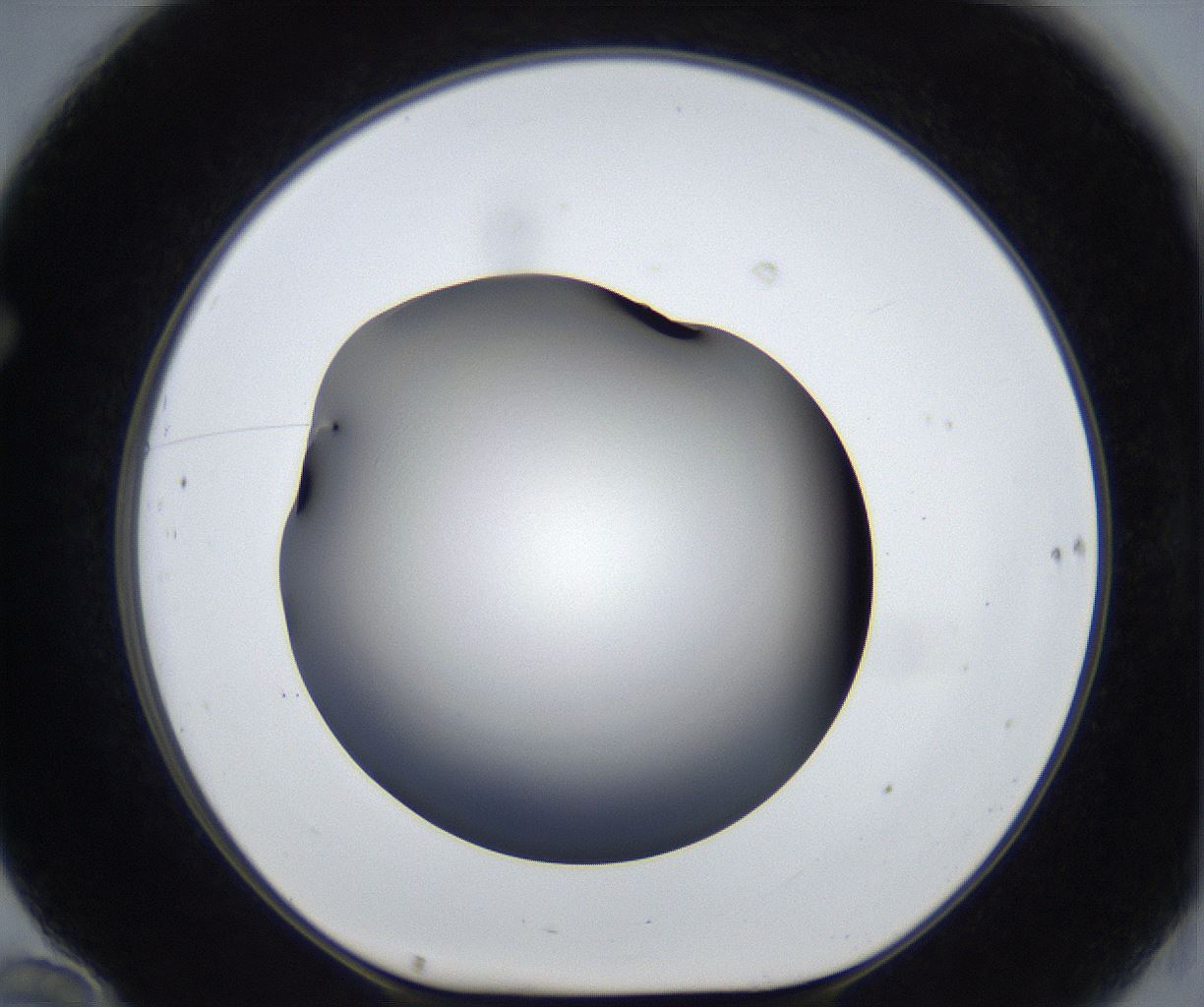 folderID539_plateID2539_batchID12509_wellNum70_profileID1_d1_r193006_ef.jpg