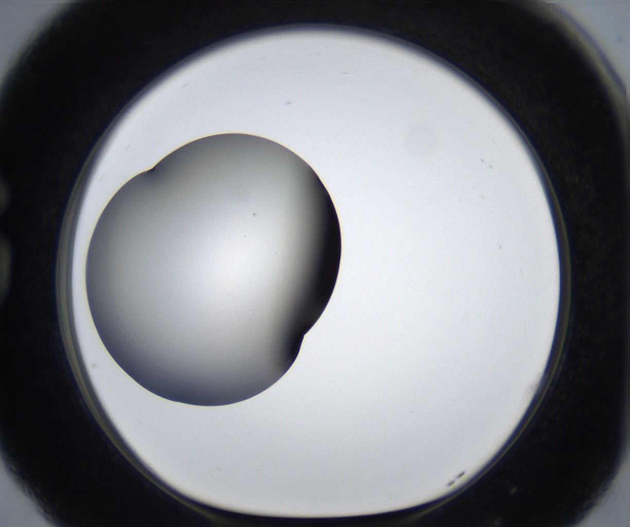 folderID539_plateID2539_batchID12509_wellNum77_profileID1_d1_r193020_ef.jpg
