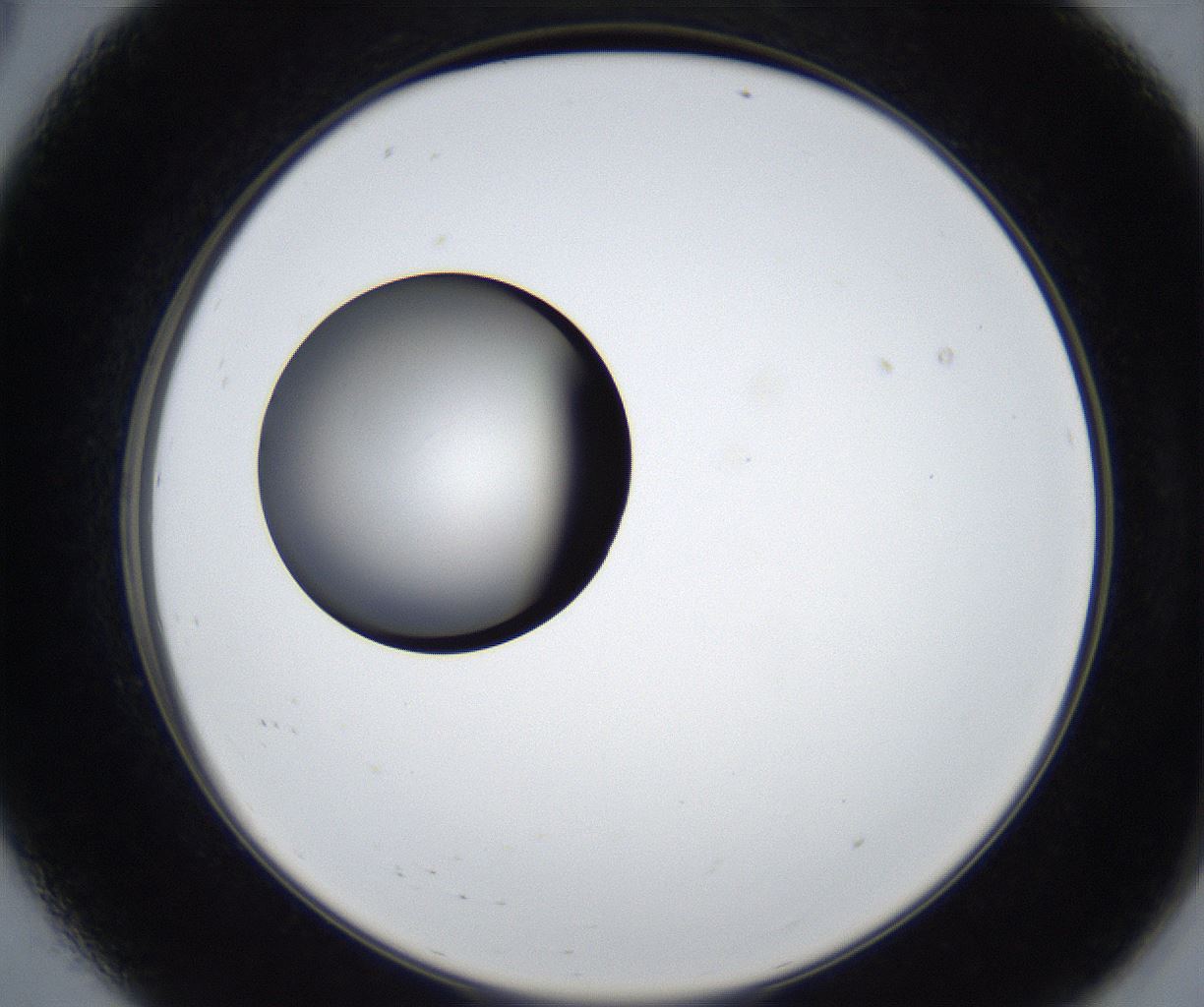 folderID539_plateID2539_batchID12509_wellNum8_profileID1_d2_r192883_ef.jpg