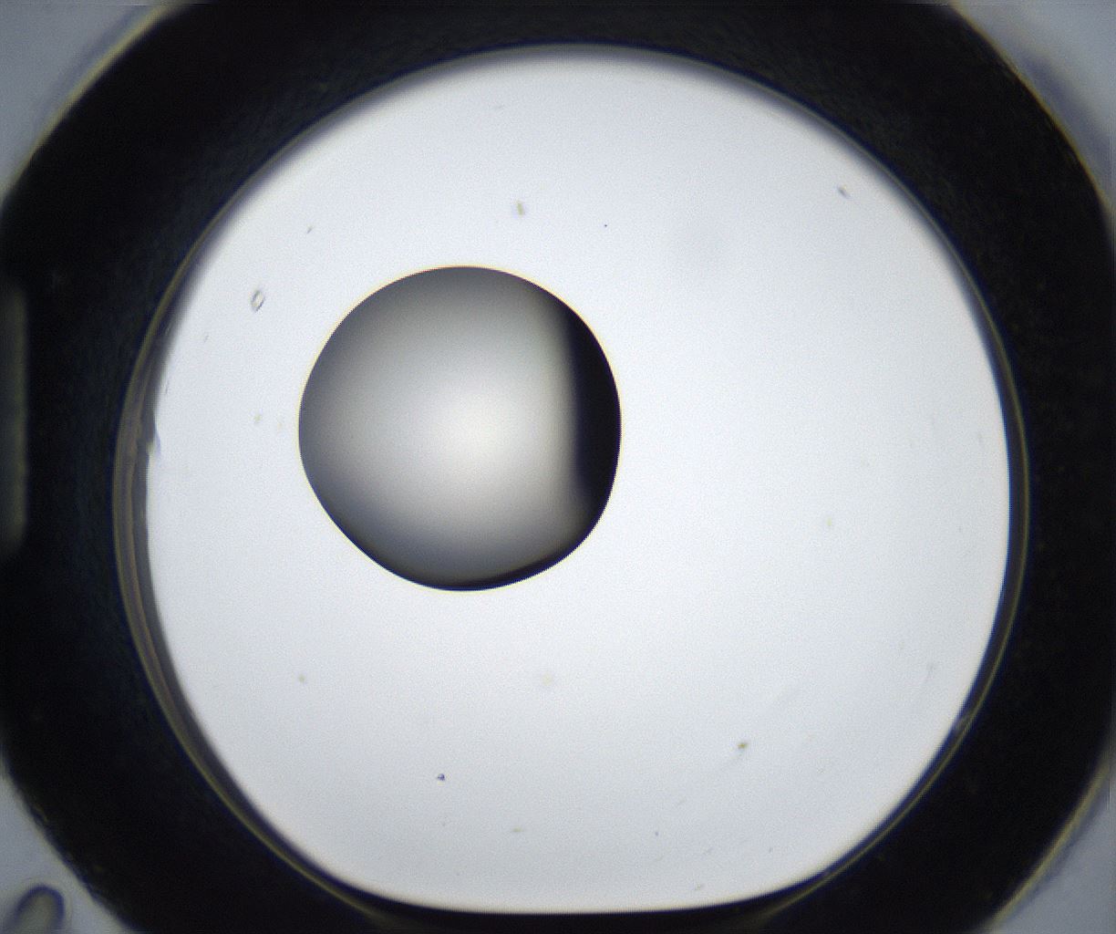 folderID539_plateID2539_batchID12509_wellNum95_profileID1_d1_r193056_ef.jpg