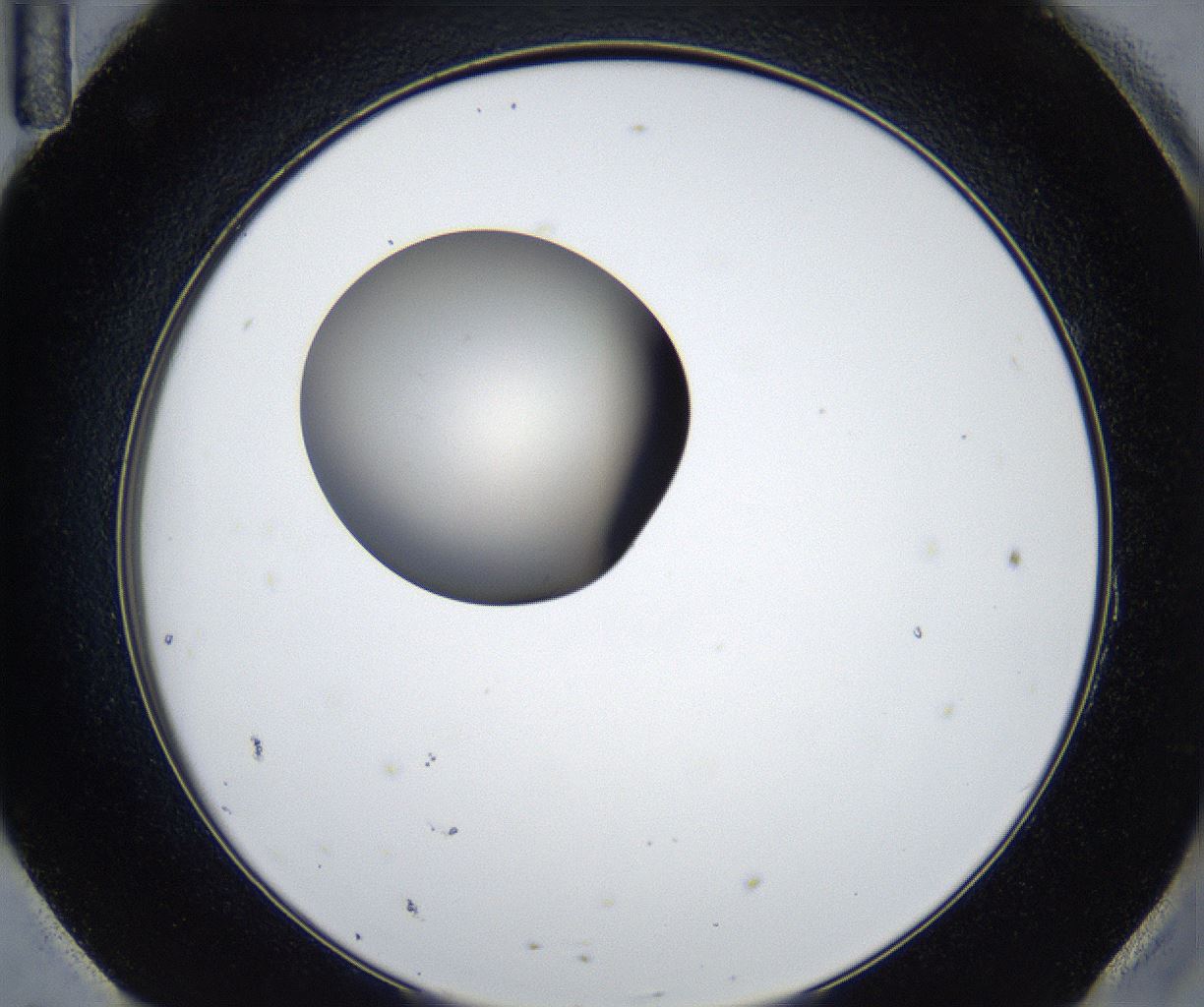 folderID539_plateID2539_batchID12509_wellNum95_profileID1_d2_r193057_ef.jpg