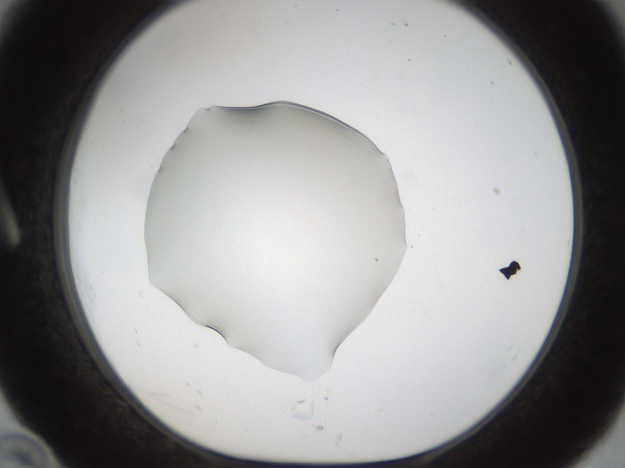 folderID53_plateID1053_batchID2251_wellNum10_profileID1_d1_r47322_ef.jpg