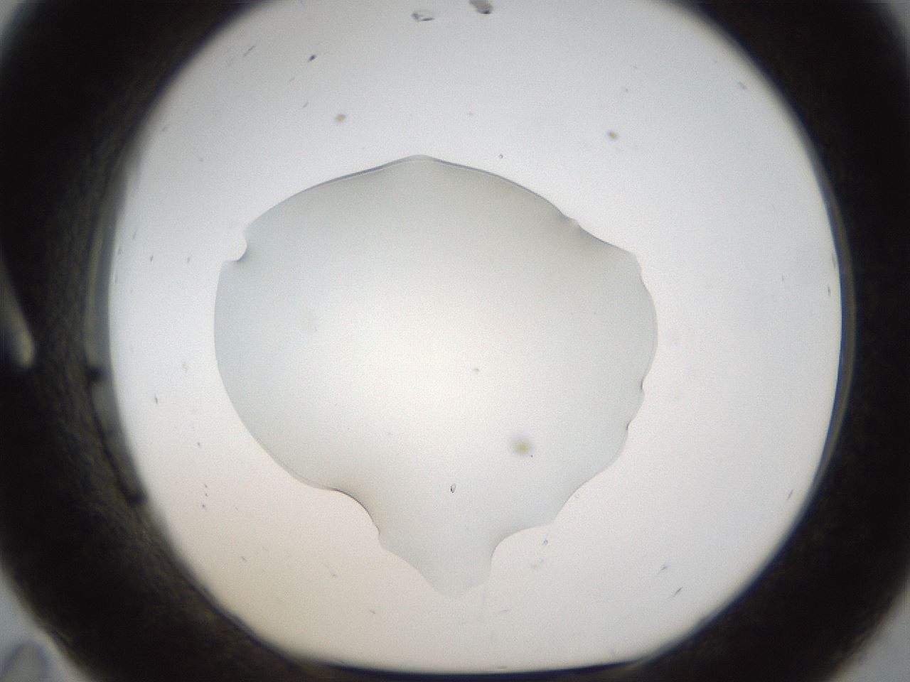 folderID53_plateID1053_batchID2251_wellNum11_profileID1_d1_r47323_ef.jpg