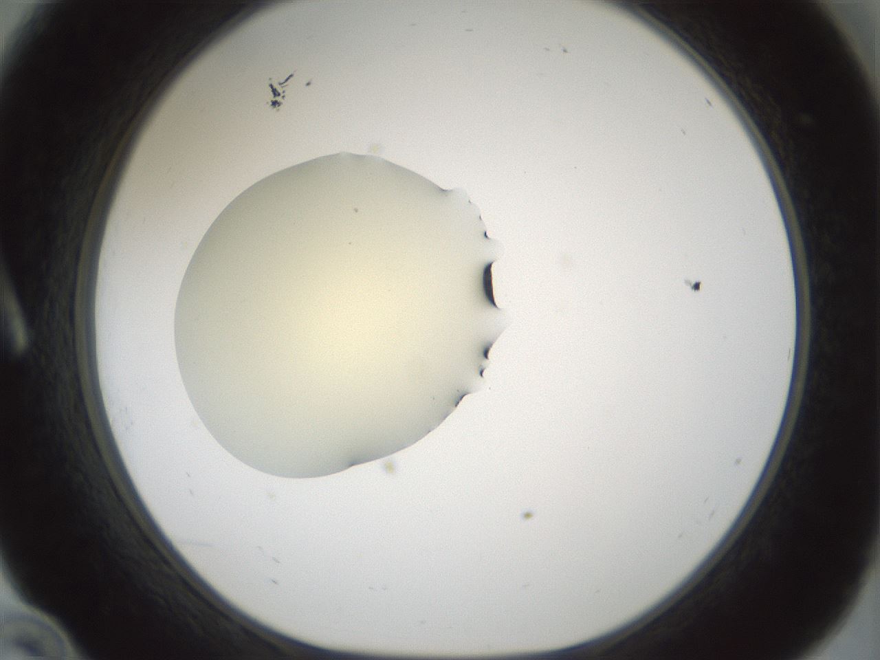 folderID541_plateID1541_batchID6247_wellNum10_profileID1_d1_r99443_ef.jpg
