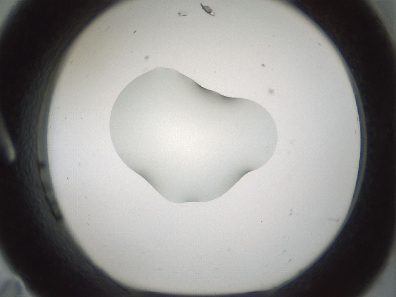 folderID541_plateID1541_batchID6247_wellNum11_profileID1_d1_r99444_ef.jpg