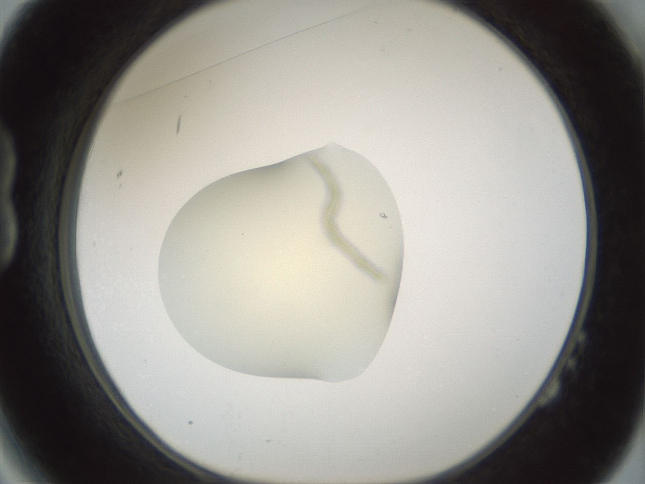 folderID541_plateID1541_batchID6247_wellNum14_profileID1_d1_r99447_ef.jpg