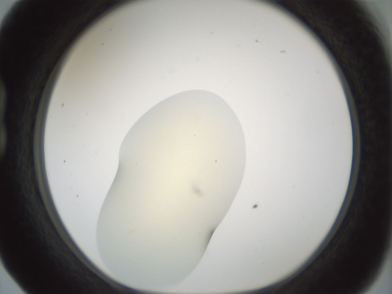 folderID541_plateID1541_batchID6247_wellNum17_profileID1_d1_r99450_ef.jpg