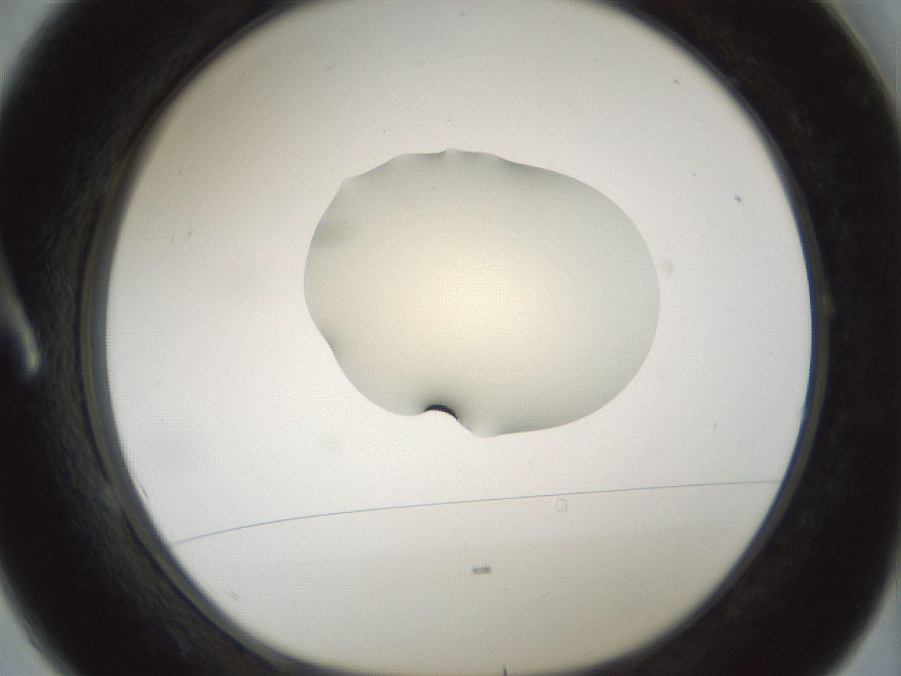folderID541_plateID1541_batchID6247_wellNum1_profileID1_d1_r99434_ef.jpg