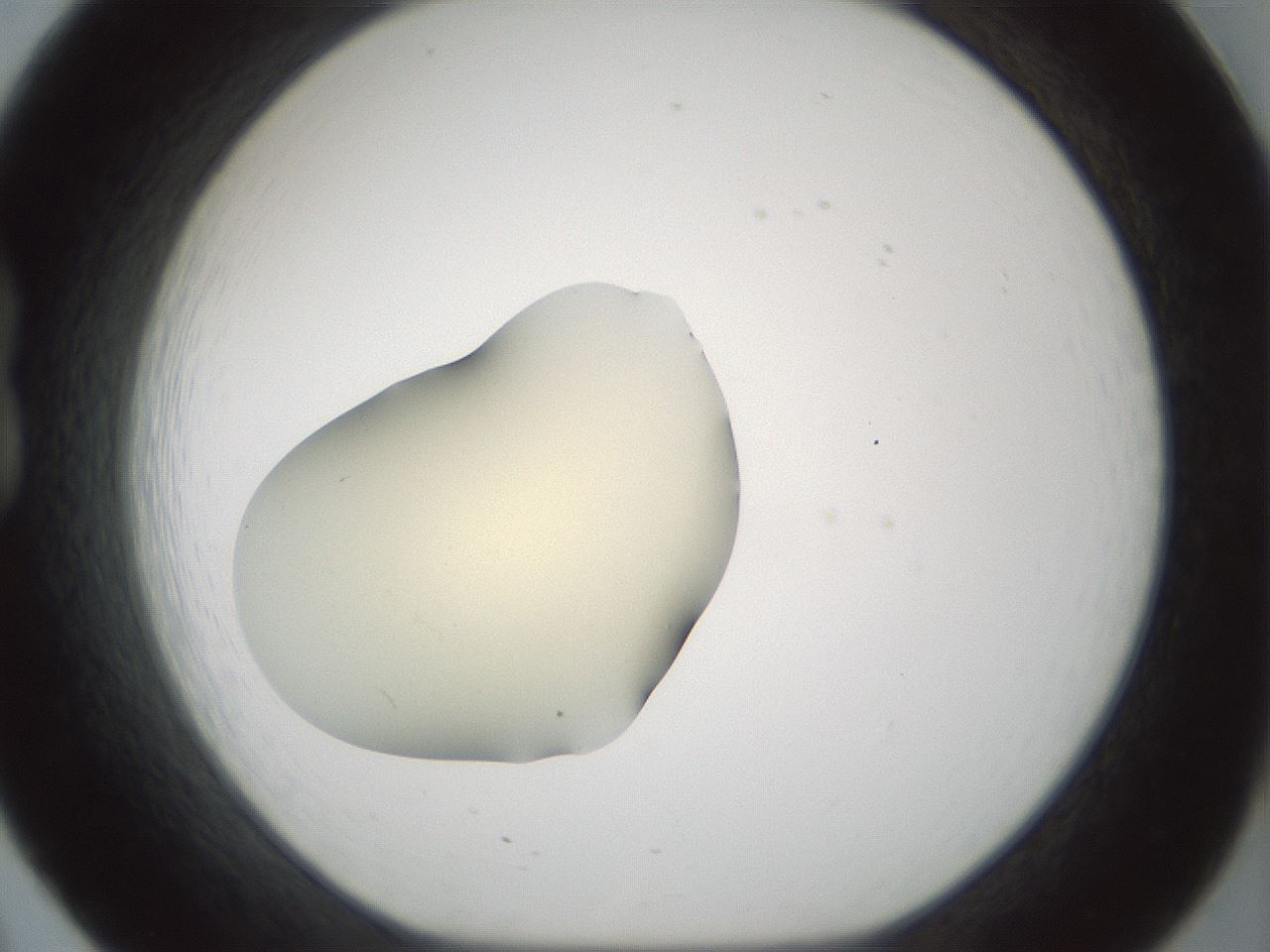 folderID541_plateID1541_batchID6247_wellNum20_profileID1_d1_r99453_ef.jpg