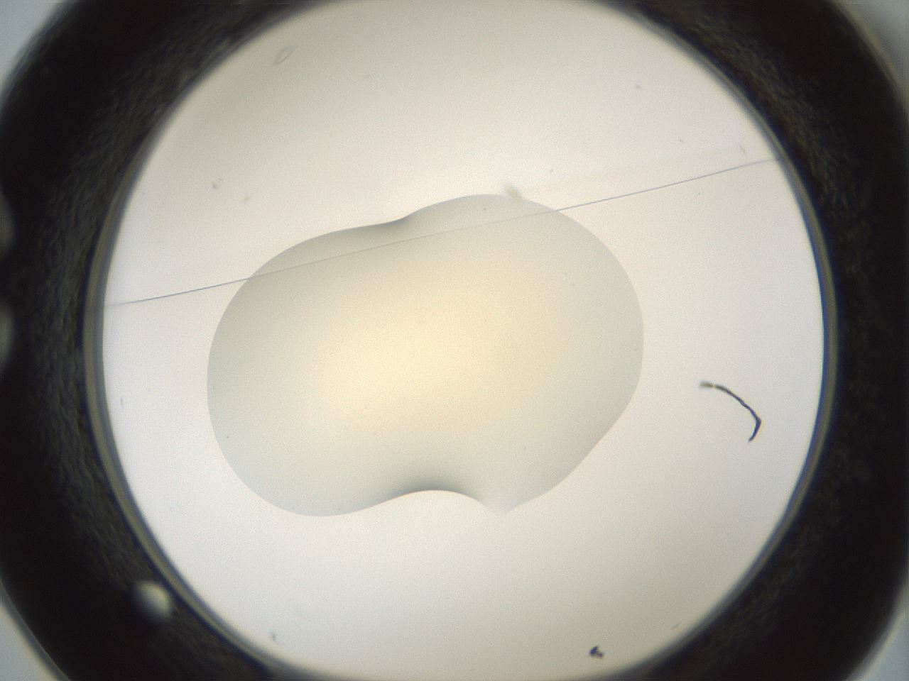 folderID541_plateID1541_batchID6247_wellNum25_profileID1_d1_r99458_ef.jpg