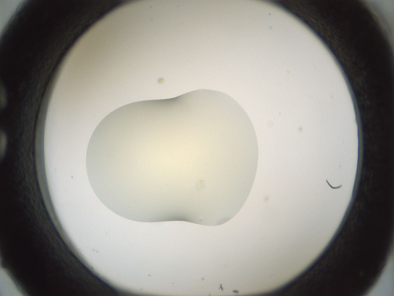 folderID541_plateID1541_batchID6247_wellNum26_profileID1_d1_r99459_ef.jpg