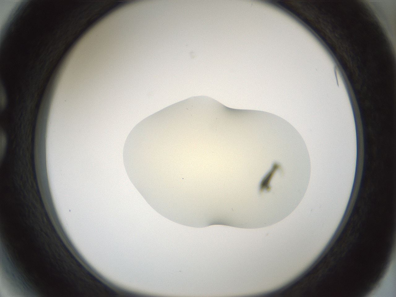 folderID541_plateID1541_batchID6247_wellNum27_profileID1_d1_r99460_ef.jpg