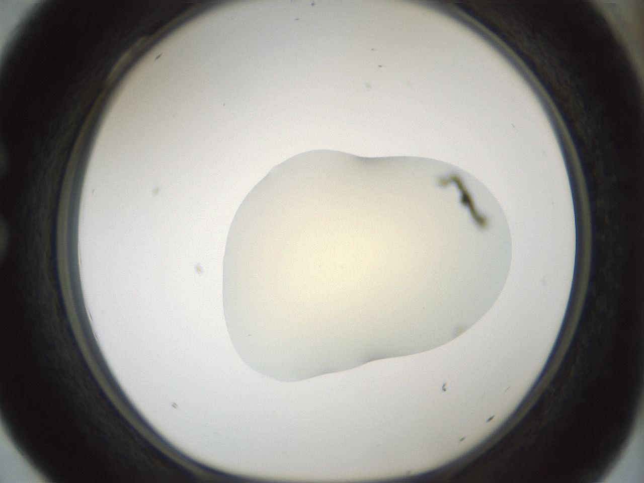 folderID541_plateID1541_batchID6247_wellNum28_profileID1_d1_r99461_ef.jpg