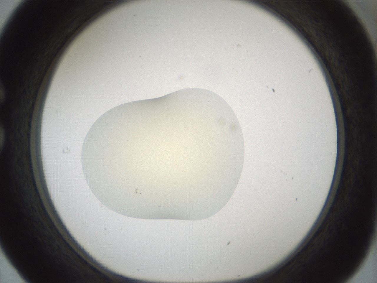folderID541_plateID1541_batchID6247_wellNum29_profileID1_d1_r99462_ef.jpg