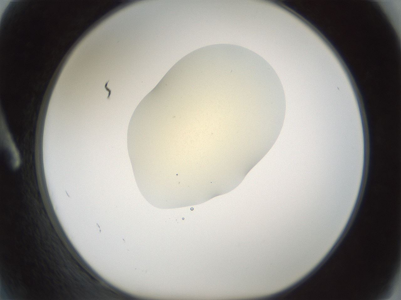 folderID541_plateID1541_batchID6247_wellNum2_profileID1_d1_r99435_ef.jpg