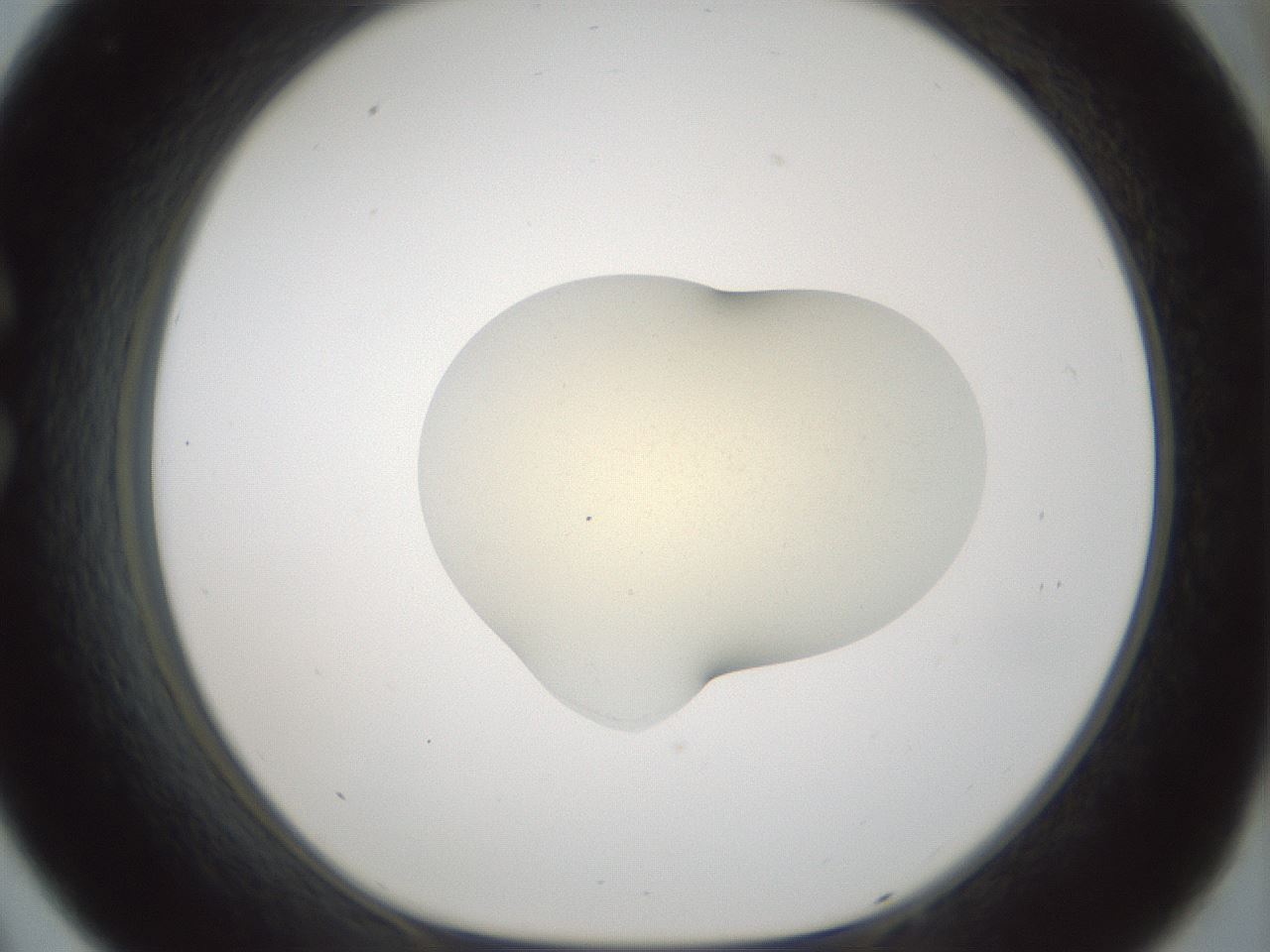 folderID541_plateID1541_batchID6247_wellNum33_profileID1_d1_r99466_ef.jpg