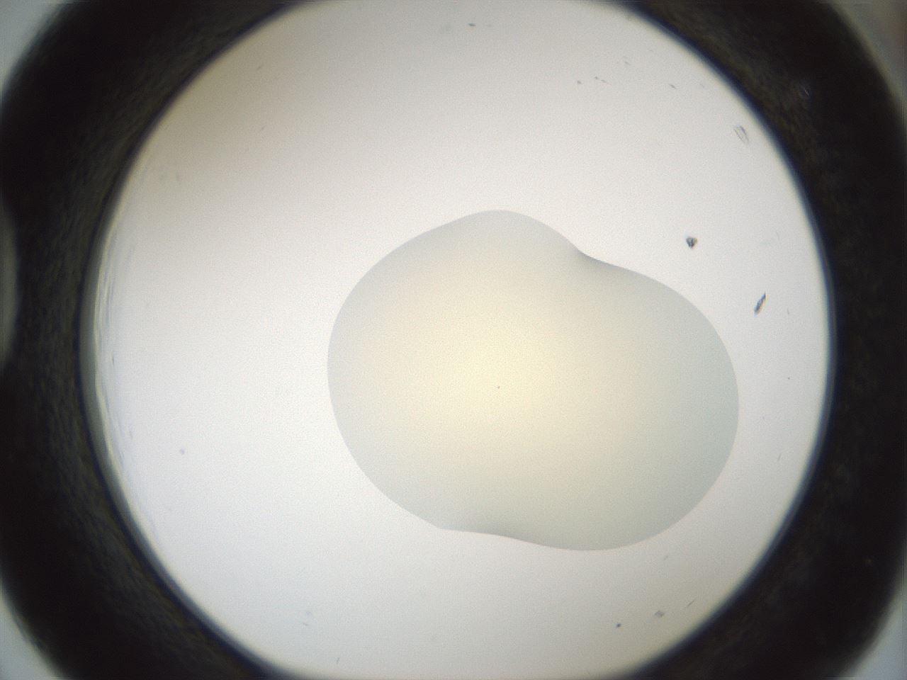 folderID541_plateID1541_batchID6247_wellNum39_profileID1_d1_r99472_ef.jpg