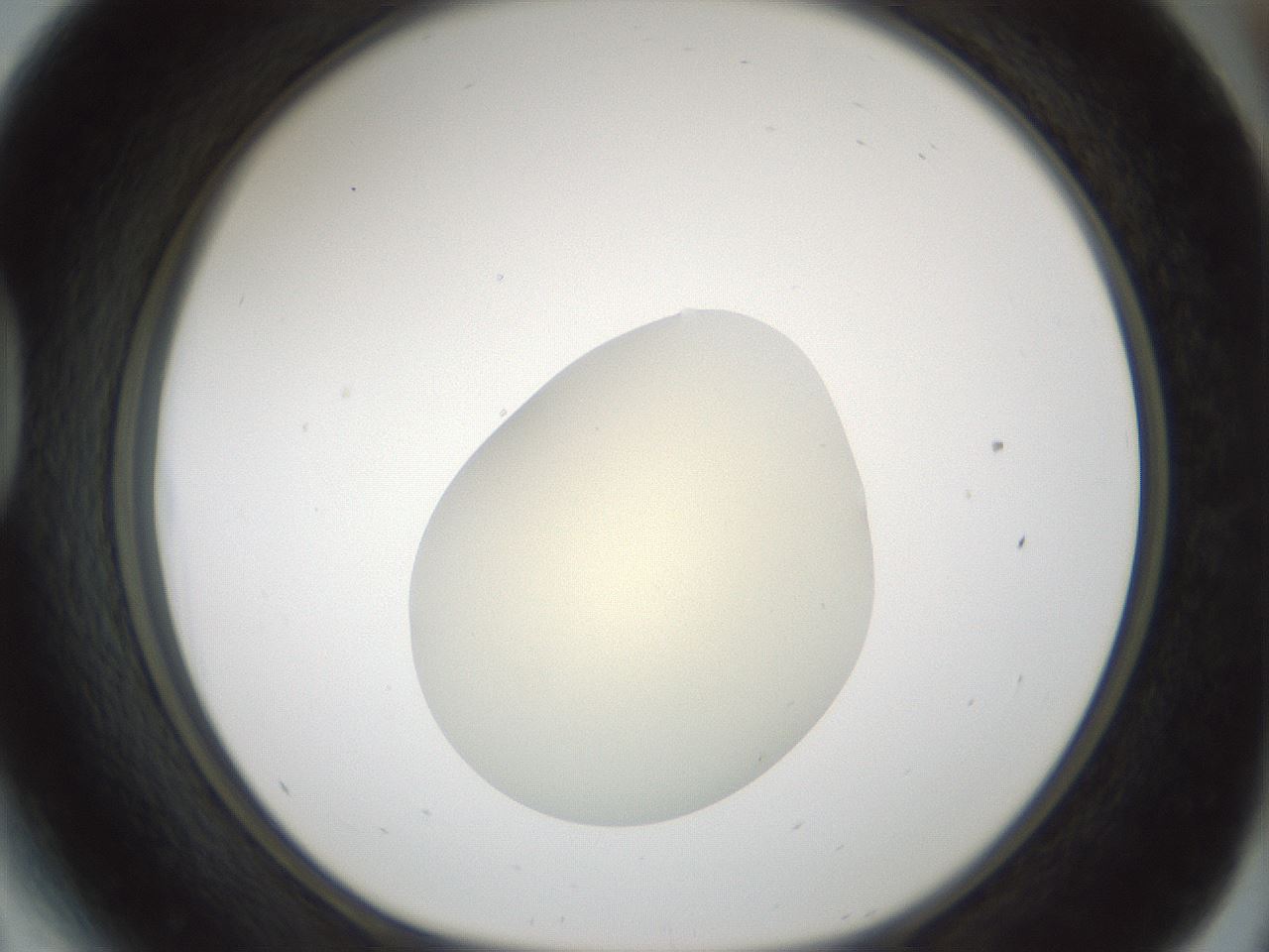 folderID541_plateID1541_batchID6247_wellNum41_profileID1_d1_r99474_ef.jpg