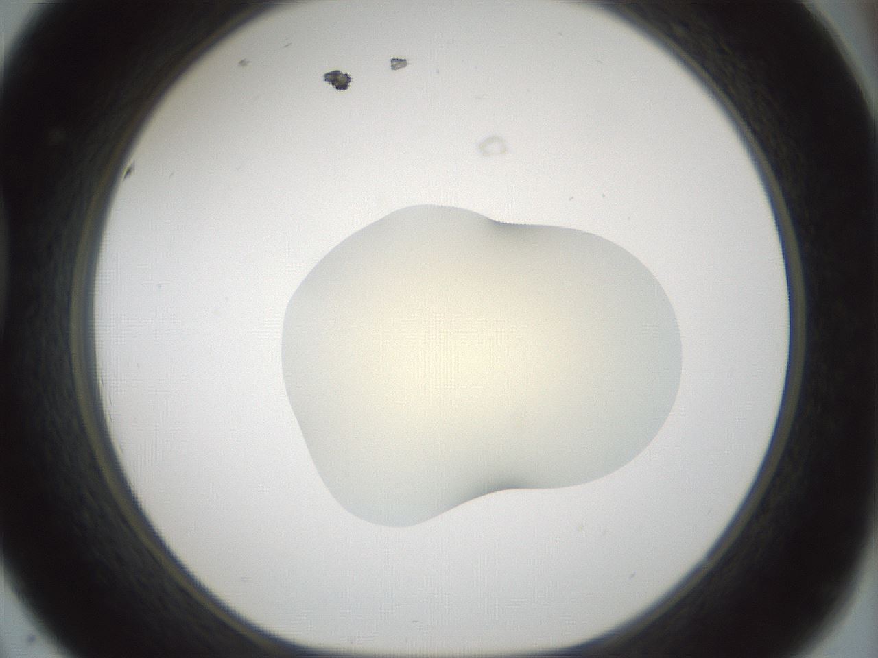 folderID541_plateID1541_batchID6247_wellNum44_profileID1_d1_r99477_ef.jpg