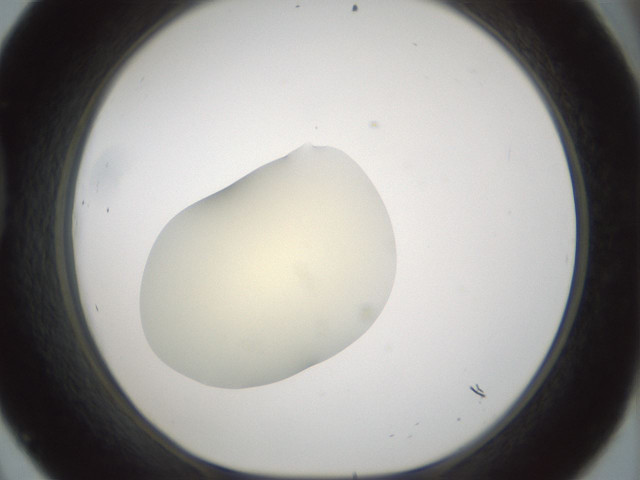folderID541_plateID1541_batchID6247_wellNum45_profileID1_d1_r99478_ef.jpg