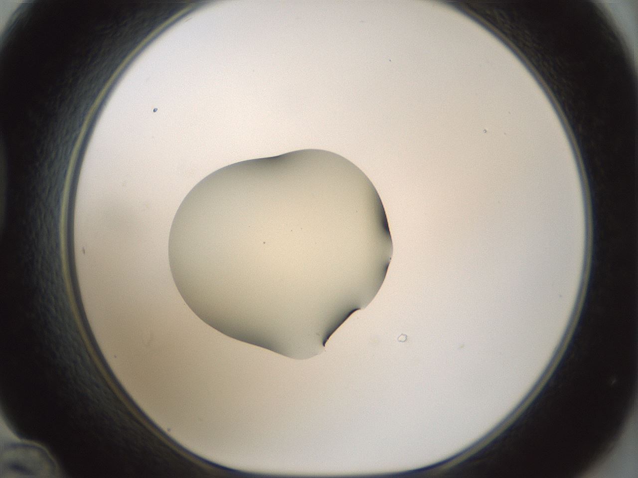 folderID541_plateID1541_batchID6247_wellNum48_profileID1_d1_r99481_ef.jpg