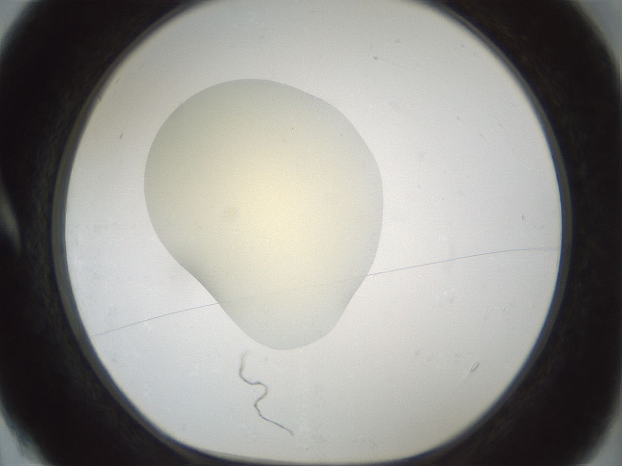 folderID541_plateID1541_batchID6247_wellNum4_profileID1_d1_r99437_ef.jpg