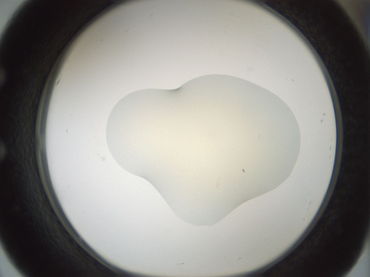 folderID541_plateID1541_batchID6247_wellNum51_profileID1_d1_r99484_ef.jpg