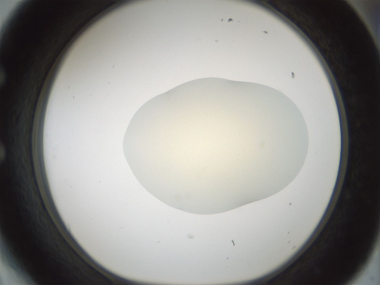 folderID541_plateID1541_batchID6247_wellNum54_profileID1_d1_r99487_ef.jpg