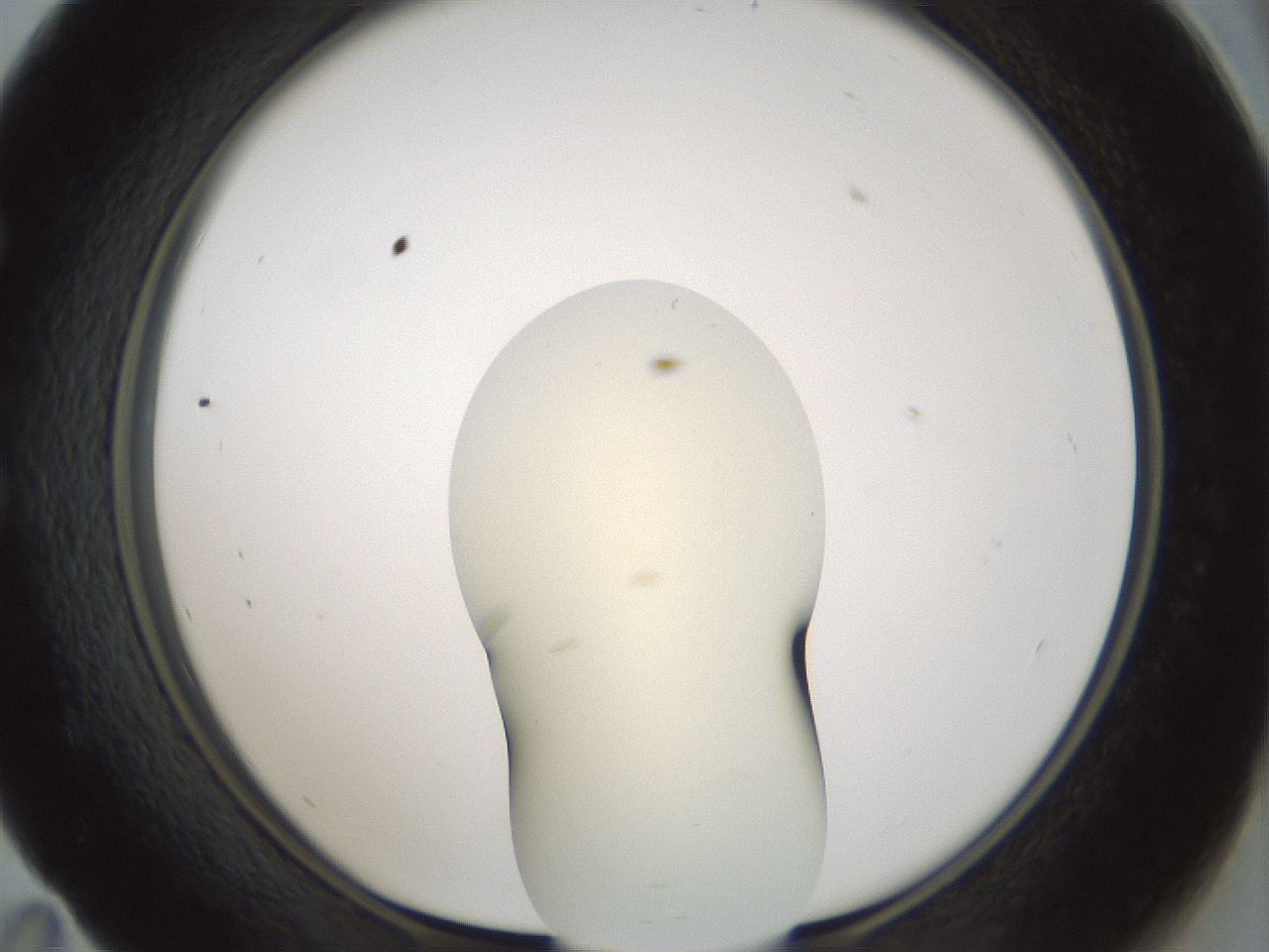 folderID541_plateID1541_batchID6247_wellNum59_profileID1_d1_r99492_ef.jpg