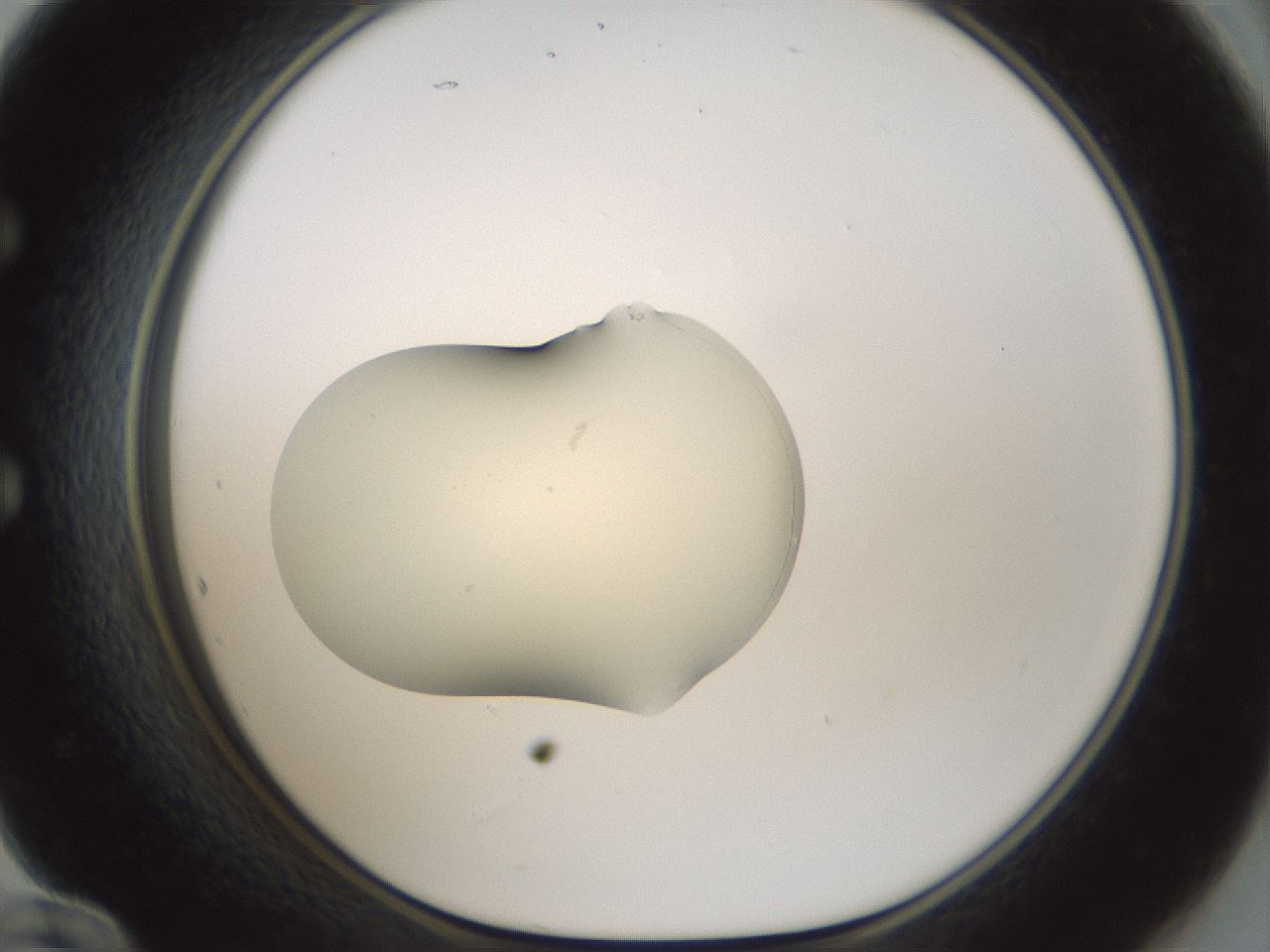 folderID541_plateID1541_batchID6247_wellNum60_profileID1_d1_r99493_ef.jpg