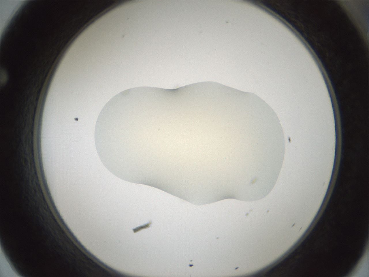 folderID541_plateID1541_batchID6247_wellNum62_profileID1_d1_r99495_ef.jpg