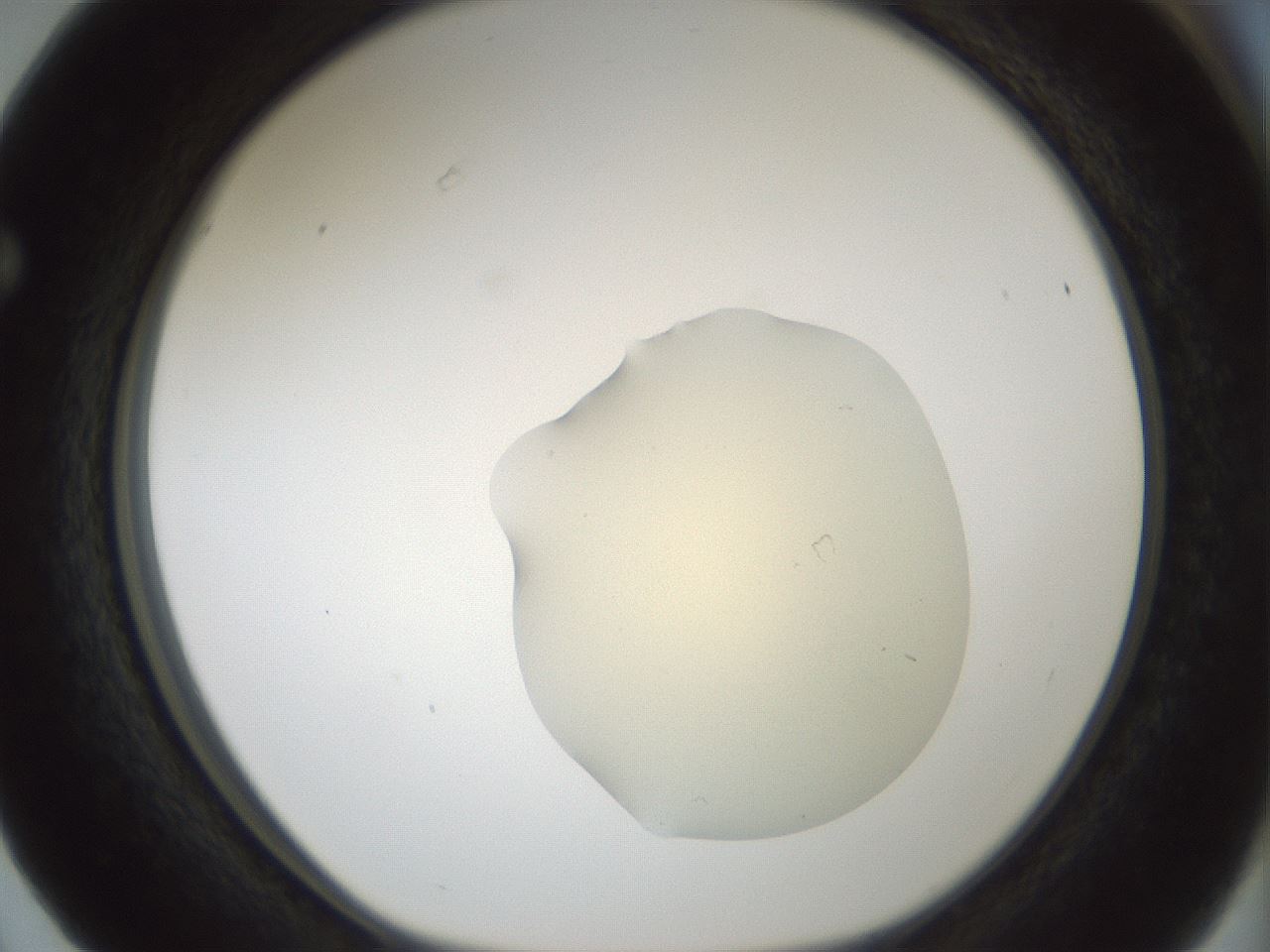 folderID541_plateID1541_batchID6247_wellNum63_profileID1_d1_r99496_ef.jpg