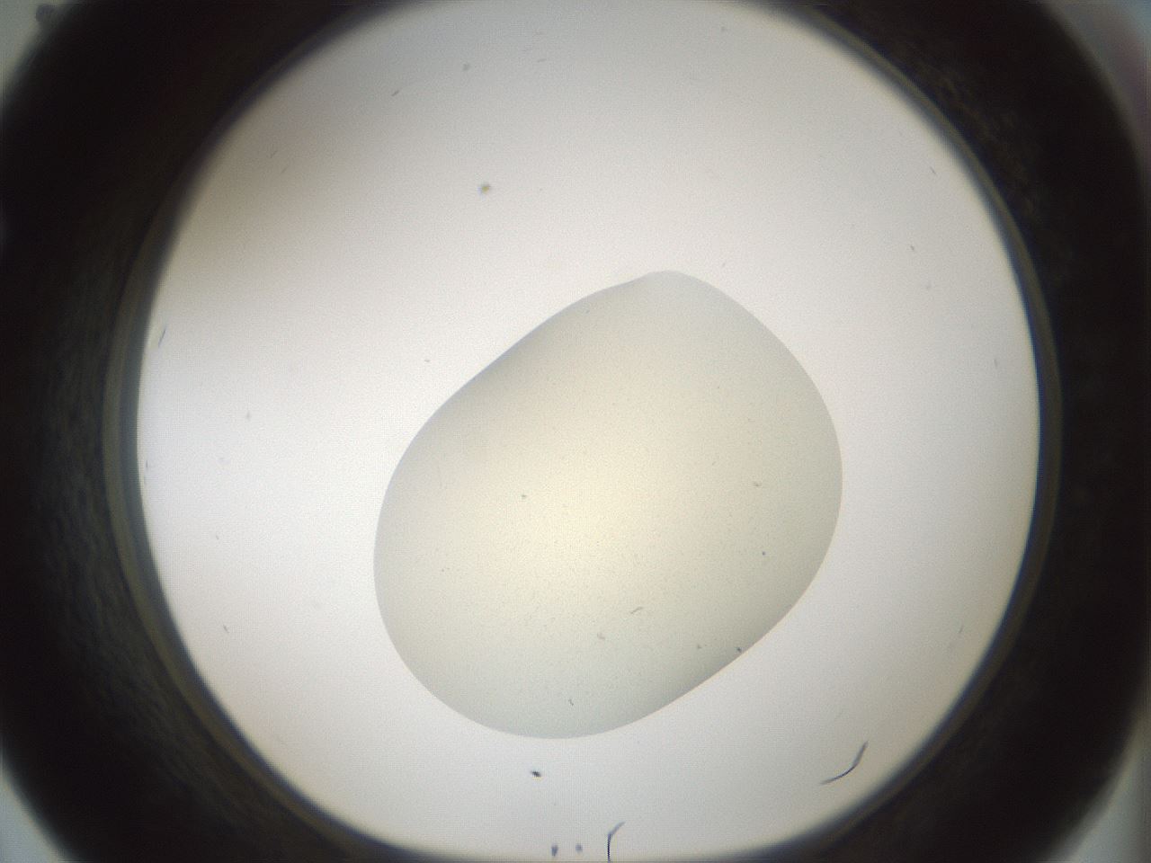 folderID541_plateID1541_batchID6247_wellNum67_profileID1_d1_r99500_ef.jpg