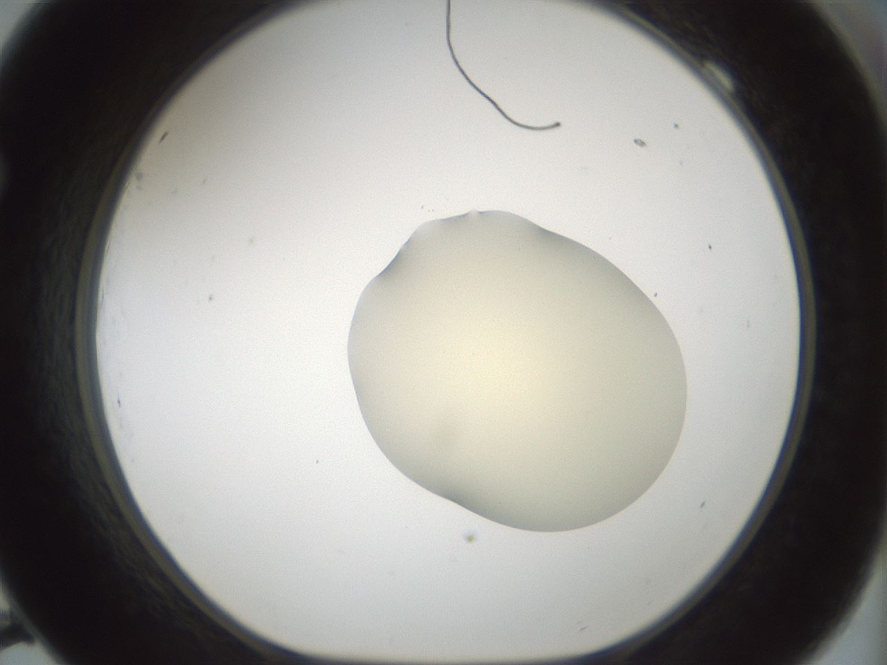 folderID541_plateID1541_batchID6247_wellNum69_profileID1_d1_r99502_ef.jpg
