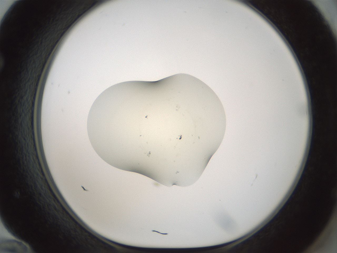 folderID541_plateID1541_batchID6247_wellNum72_profileID1_d1_r99505_ef.jpg