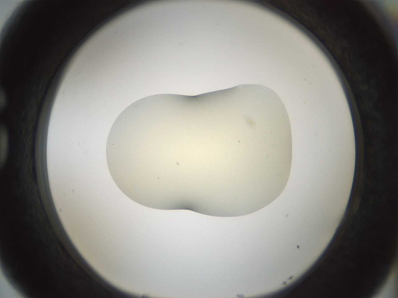 folderID541_plateID1541_batchID6247_wellNum77_profileID1_d1_r99510_ef.jpg