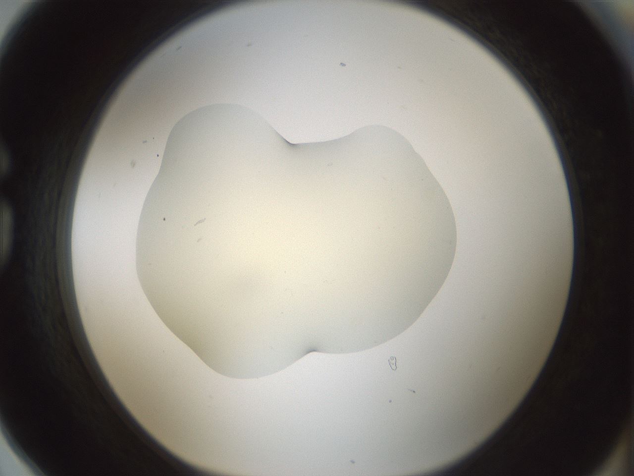 folderID541_plateID1541_batchID6247_wellNum78_profileID1_d1_r99511_ef.jpg