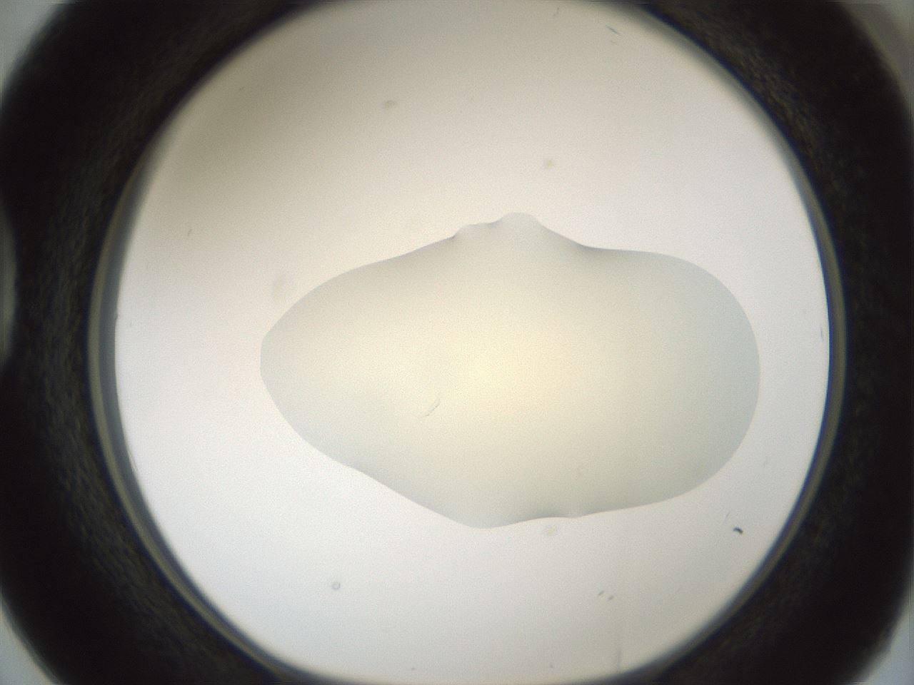 folderID541_plateID1541_batchID6247_wellNum38_profileID1_d1_r99471_ef.jpg
