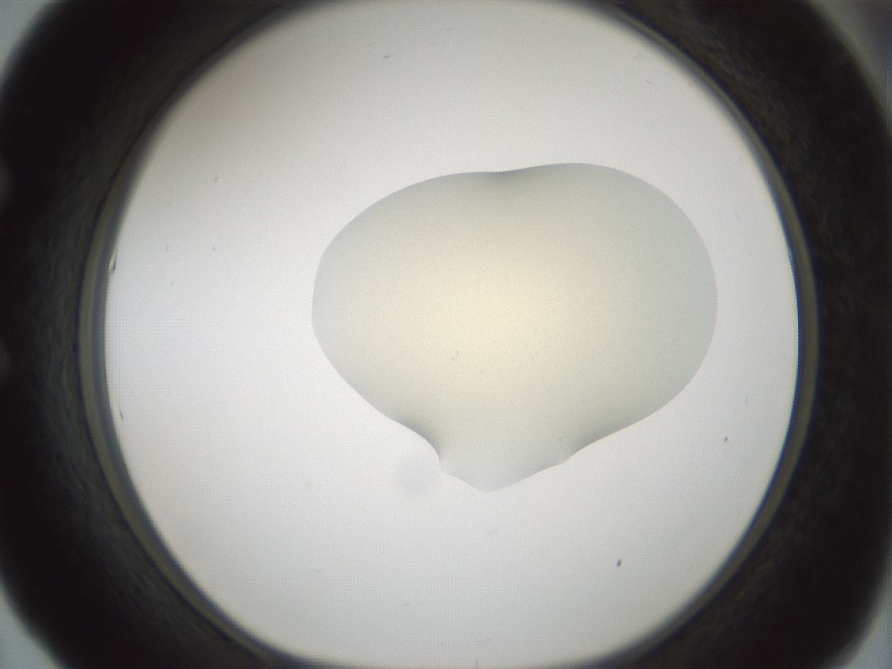 folderID541_plateID1541_batchID6247_wellNum53_profileID1_d1_r99486_ef.jpg