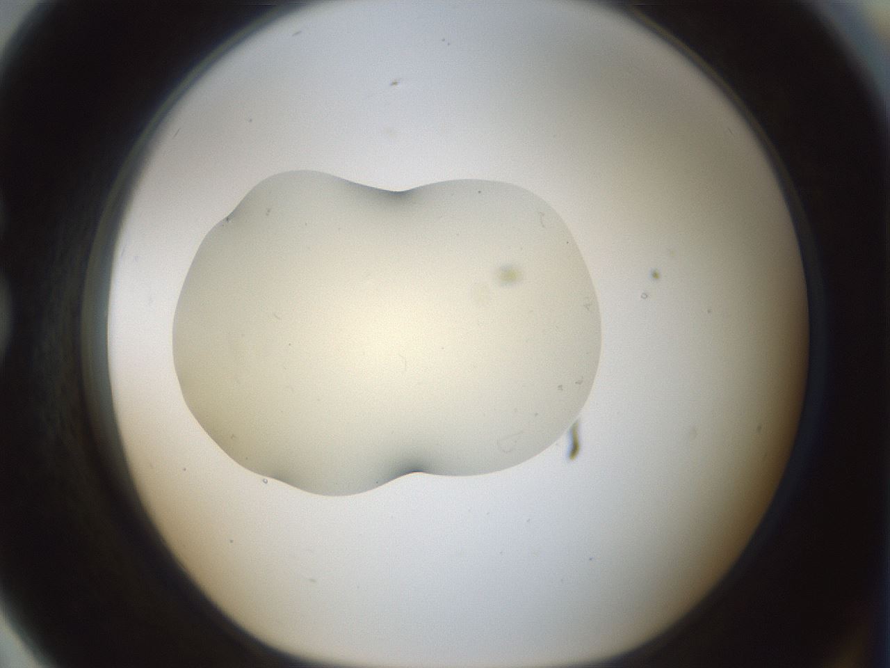 folderID541_plateID1541_batchID6247_wellNum79_profileID1_d1_r99512_ef.jpg