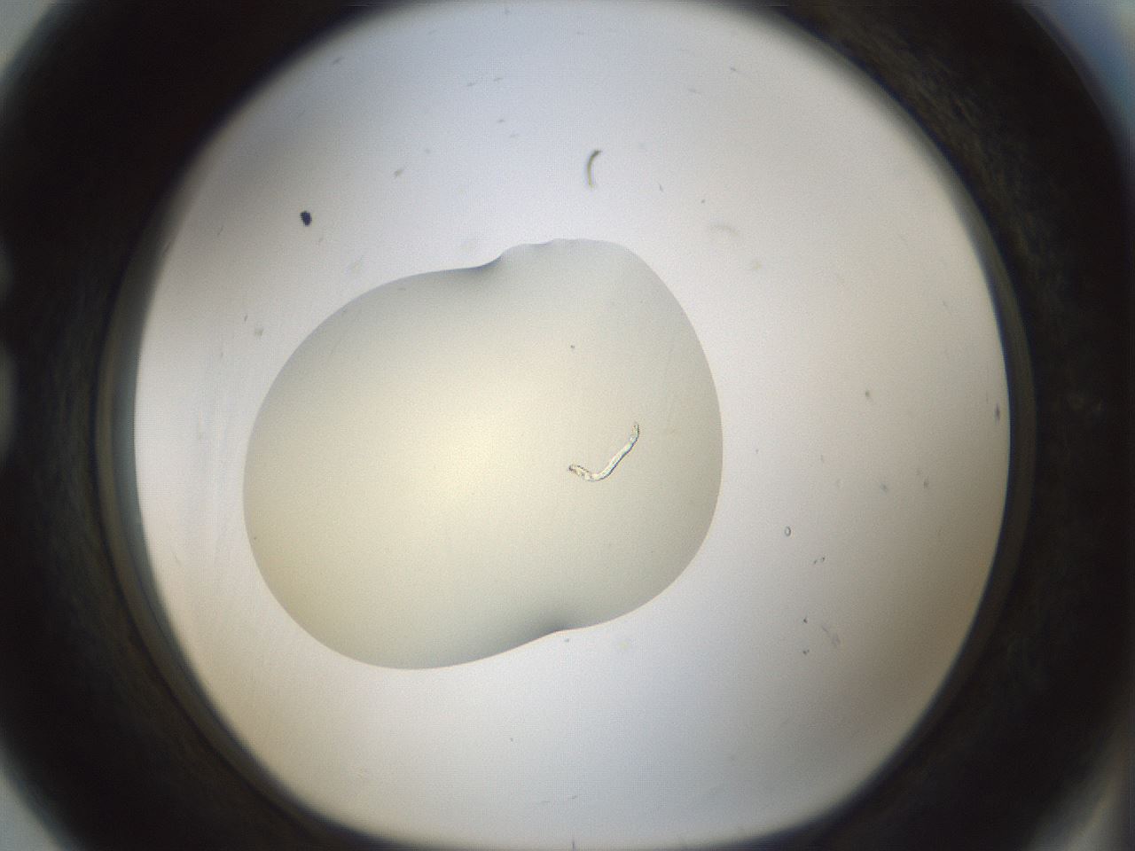 folderID541_plateID1541_batchID6247_wellNum80_profileID1_d1_r99513_ef.jpg
