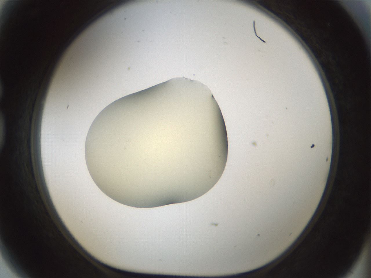 folderID541_plateID1541_batchID6247_wellNum81_profileID1_d1_r99514_ef.jpg