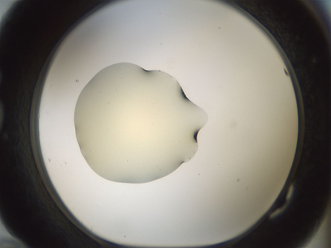 folderID541_plateID1541_batchID6247_wellNum82_profileID1_d1_r99515_ef.jpg