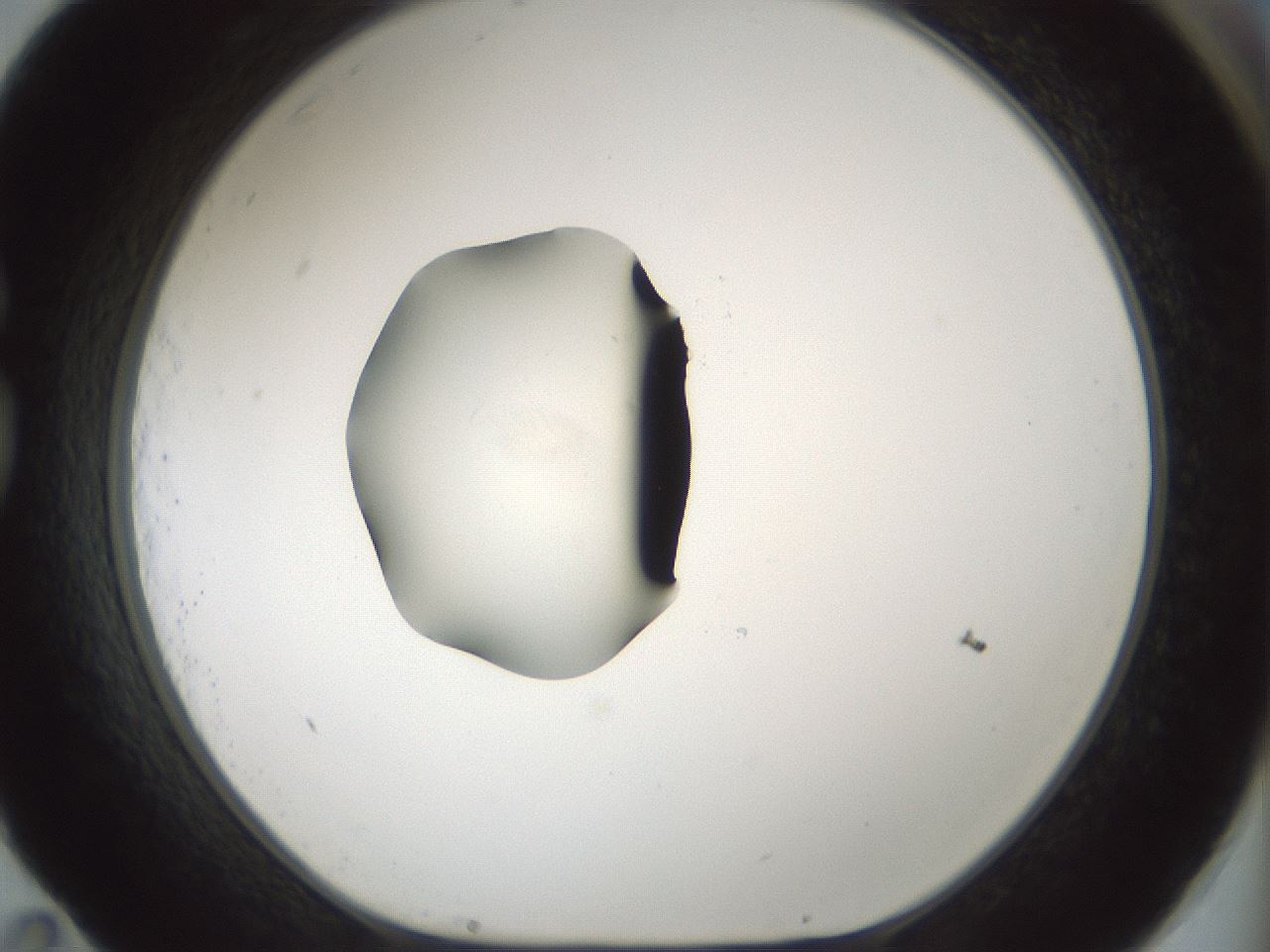 folderID541_plateID1541_batchID6247_wellNum83_profileID1_d1_r99516_ef.jpg