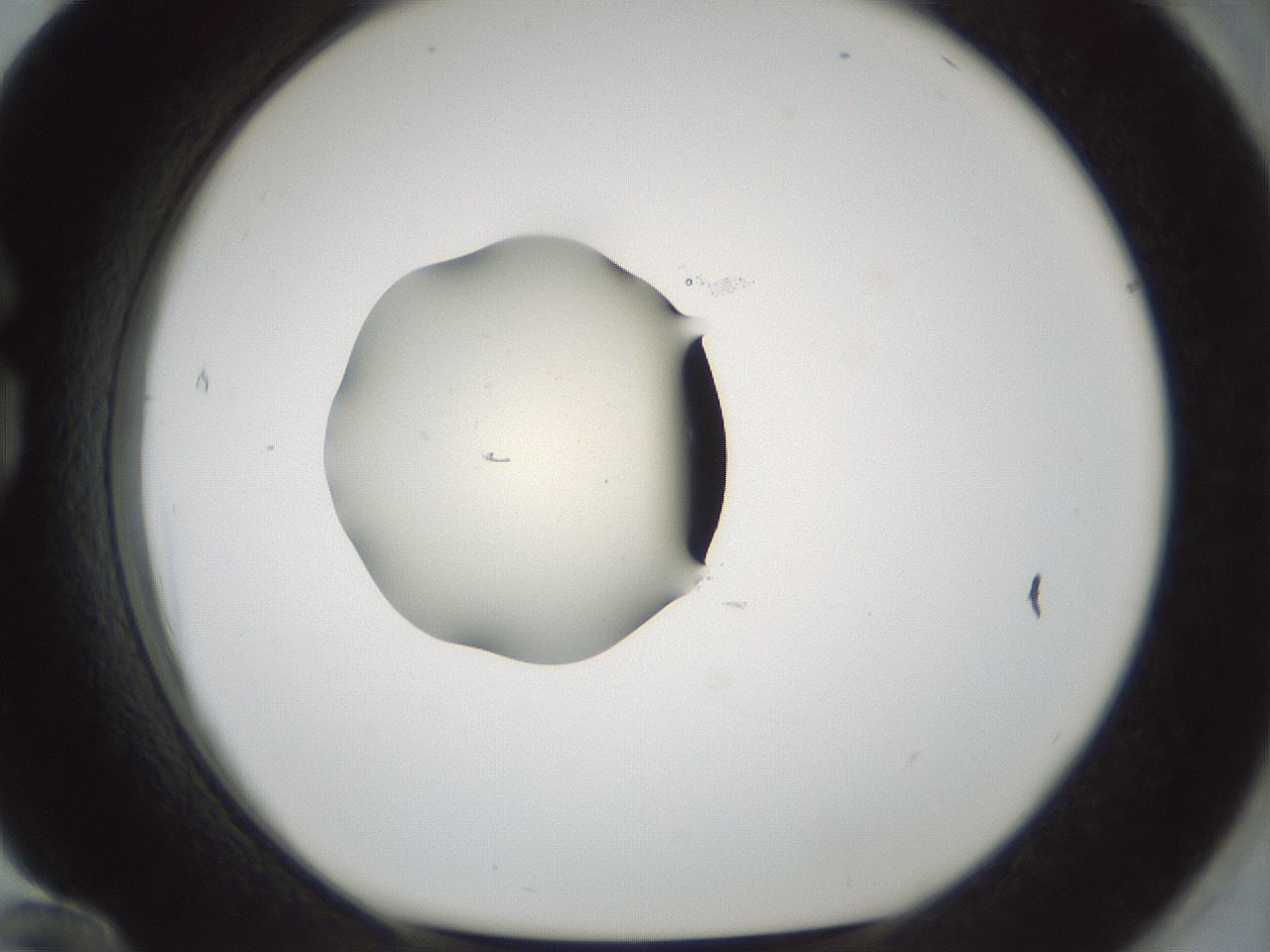 folderID541_plateID1541_batchID6247_wellNum84_profileID1_d1_r99517_ef.jpg