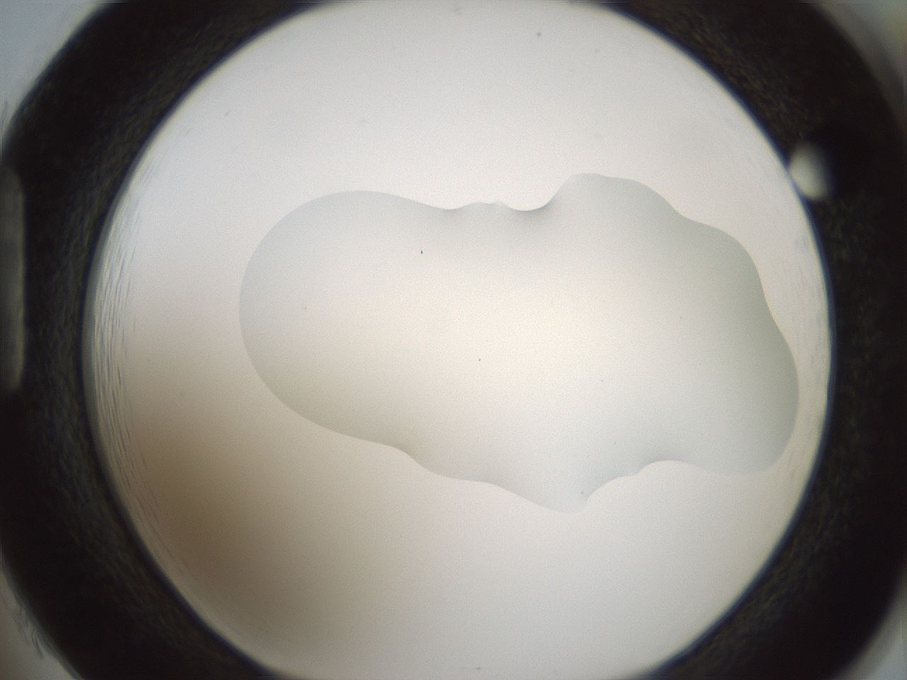 folderID541_plateID1541_batchID6247_wellNum85_profileID1_d1_r99518_ef.jpg