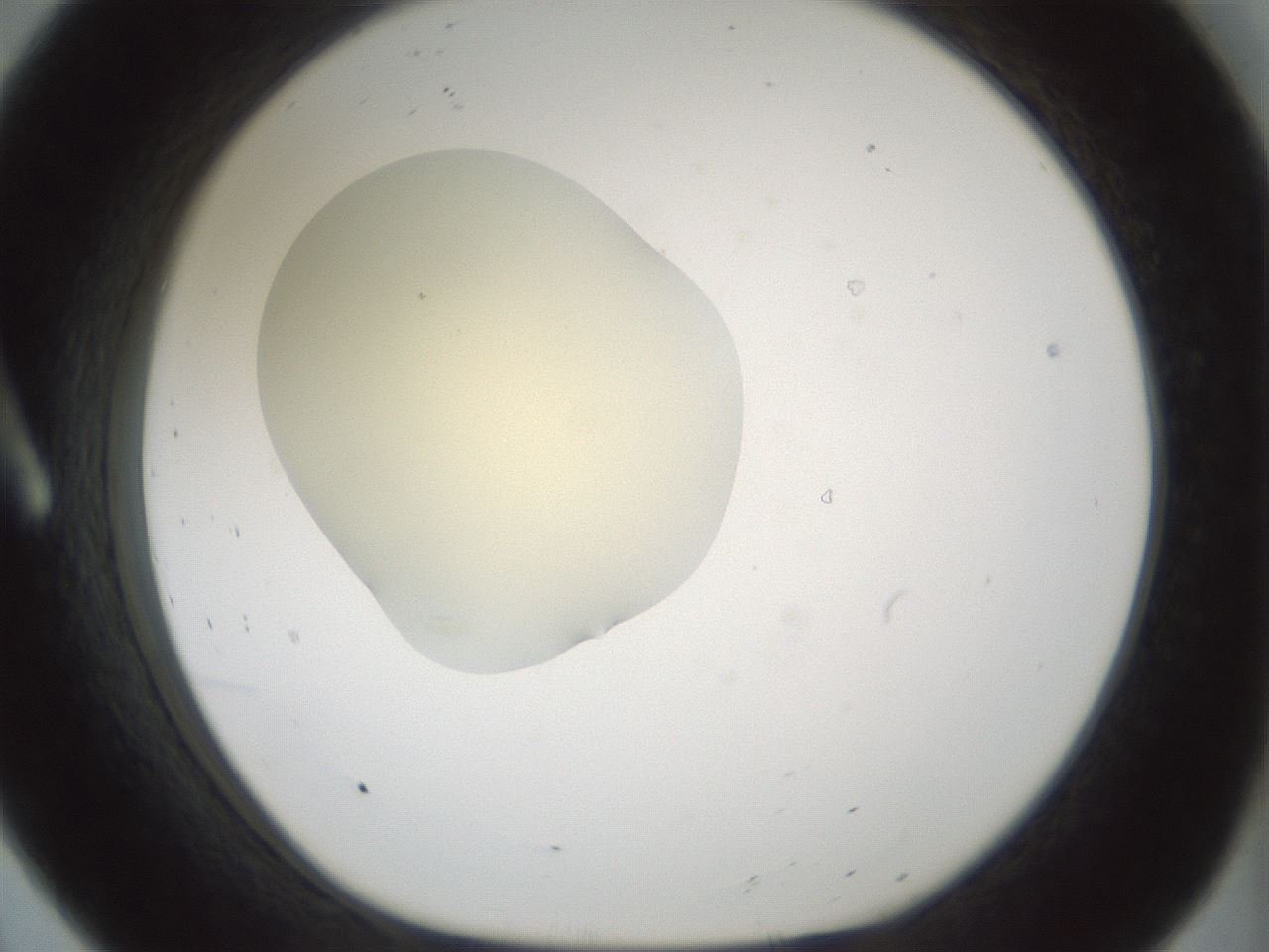 folderID541_plateID1541_batchID6247_wellNum8_profileID1_d1_r99441_ef.jpg