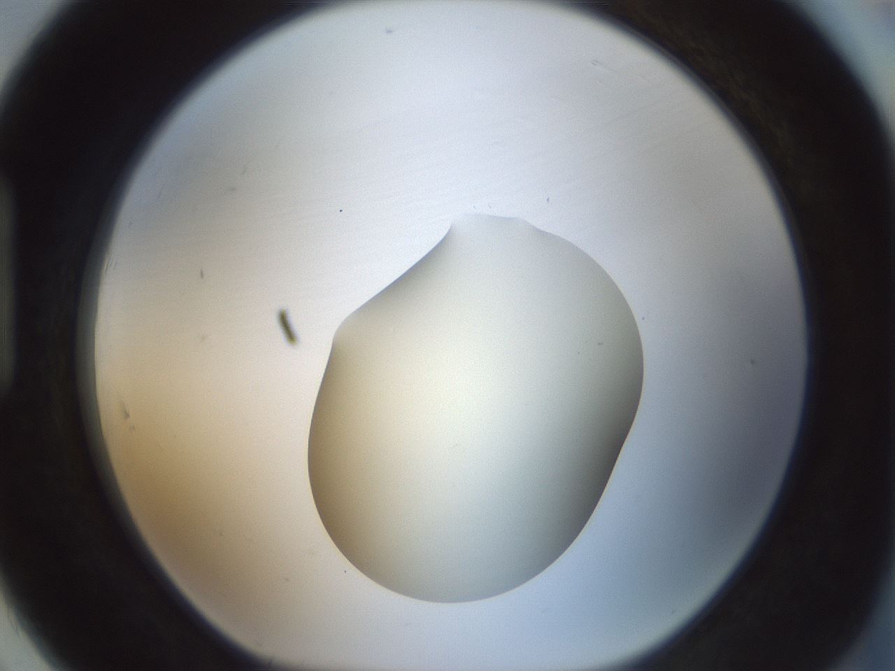 folderID541_plateID1541_batchID6247_wellNum91_profileID1_d1_r99524_ef.jpg
