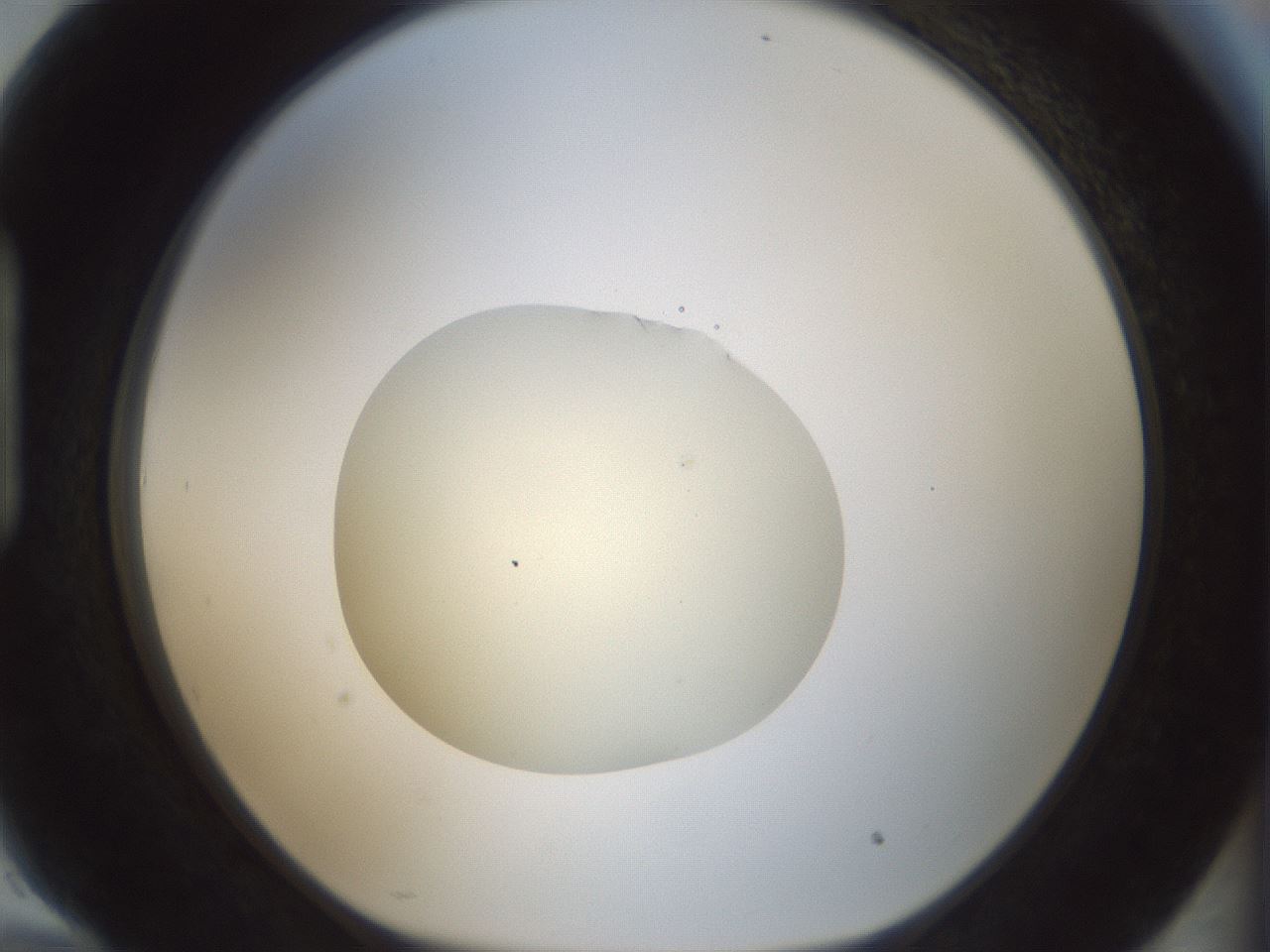 folderID541_plateID1541_batchID6247_wellNum94_profileID1_d1_r99527_ef.jpg